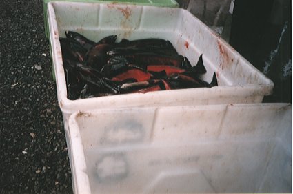 Dead salmon awaiting their finial fate  