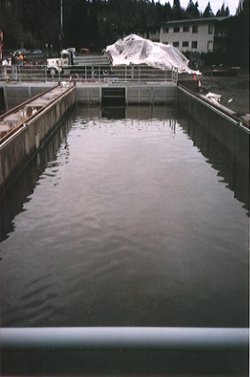 salmon holding pen