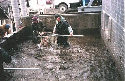 collecting of the fish