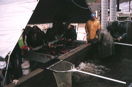 sorting the fish